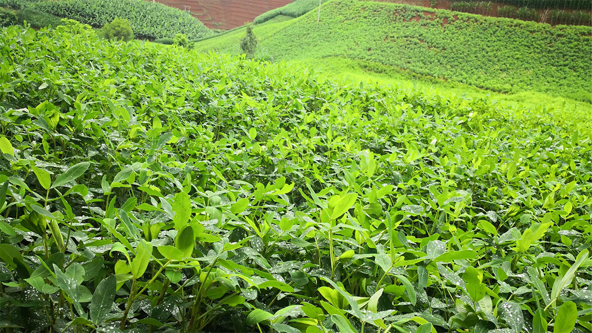 自2012年七彩野地花生被发现开始,对当地流传的七彩花生种源中进行